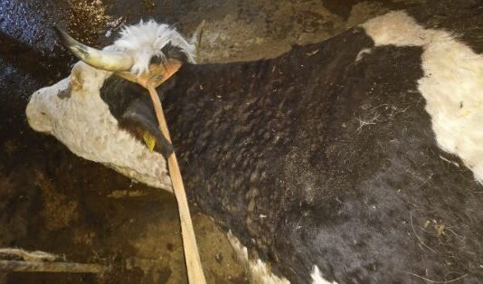 La Junta adaptará las medidas de prevención frente a la dermatosis nodular contagiosa desde el 1 de febrero