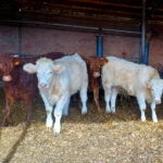 El bovino para vida sigue escalando mientras el destinado a matadero mantiene su cotización