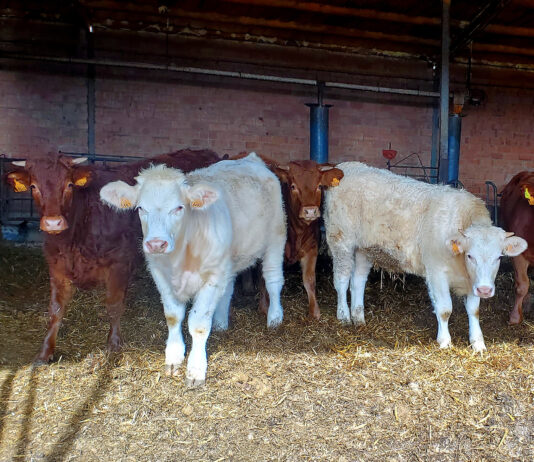 El bovino para vida sigue escalando mientras el destinado a matadero mantiene su cotización
