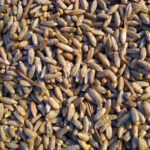 Los precios agrícolas abren 2026 estables, pero con un ligero repunte en la cotización del centeno