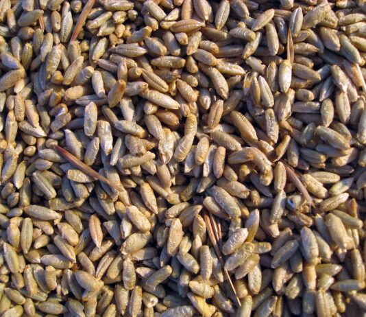 Los precios agrícolas abren 2026 estables, pero con un ligero repunte en la cotización del centeno