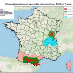 La Junta prolonga todo enero las medidas ante la dermatosis nodular por la mala evolución en Francia