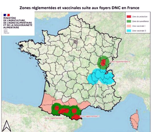 La Junta prolonga todo enero las medidas ante la dermatosis nodular por la mala evolución en Francia