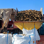 Total estabilidad de precios agrícolas en la Lonja de León, con nuevas incertidumbres a nivel mundial