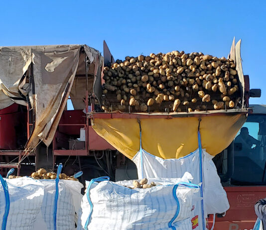Total estabilidad de precios agrícolas en la Lonja de León, con nuevas incertidumbres a nivel mundial