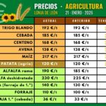 Estancamiento en los precios de los cereales en León