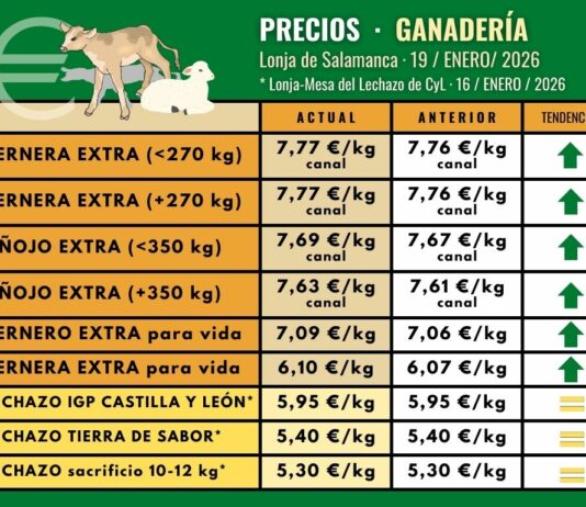 El precio del lechazo de leche se estabiliza tras la Navidad