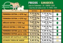 Suben los terneros para vida en la Lonja de Salamanca