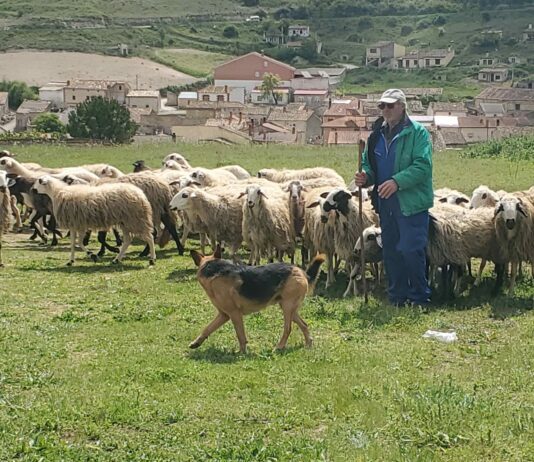 La Junta convoca la incorporación a las ayudas agroambientales 2026 de la PAC