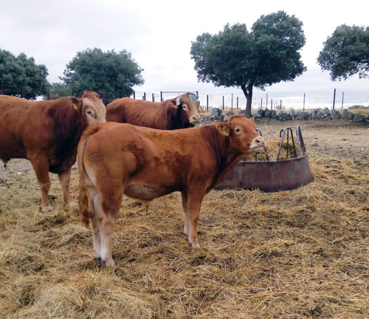 Suben los terneros y las terneras para vida en Salamanca