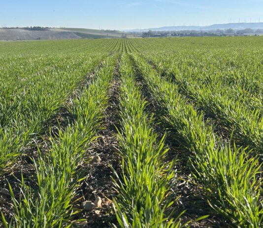 Subidas importantes del cereal en León
