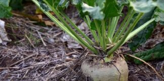 ASAJA exige cambios en la ayuda agroambiental de la remolacha para adaptarse a situaciones sobrevenidas