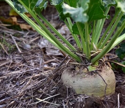 ASAJA exige cambios en la ayuda agroambiental de la remolacha para adaptarse a situaciones sobrevenidas