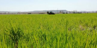 Leve incremento del precio de los cereales en la lonja de León