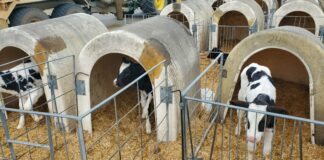 Sigue bajando el precio de la ternera de más de 270 kilos y los añojos en la lonja de Salamanca