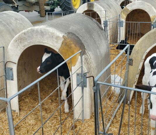 Sigue bajando el precio de la ternera de más de 270 kilos y los añojos en la lonja de Salamanca