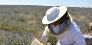 La Junta organiza un curso de Apicultura en la escuela de Viñalta