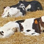 Asaja – ternera joven