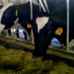 Asaja – vacas frisonas en explotación