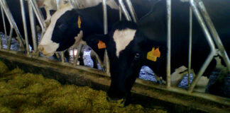 ASAJA exige al Ministro soluciones urgentes para el sector lácteo