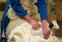 Copa-Cogeca urge a la UE a eliminar barreras legales para comercializar la lana