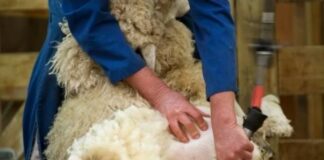 Copa-Cogeca urge a la UE a eliminar barreras legales para comercializar la lana