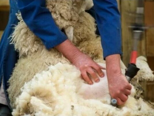 Copa-Cogeca urge a la UE a eliminar barreras legales para comercializar la lana