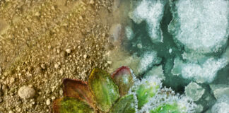 Estudio mundial muestra la capacidad de adaptación de las plantas al cambio climático