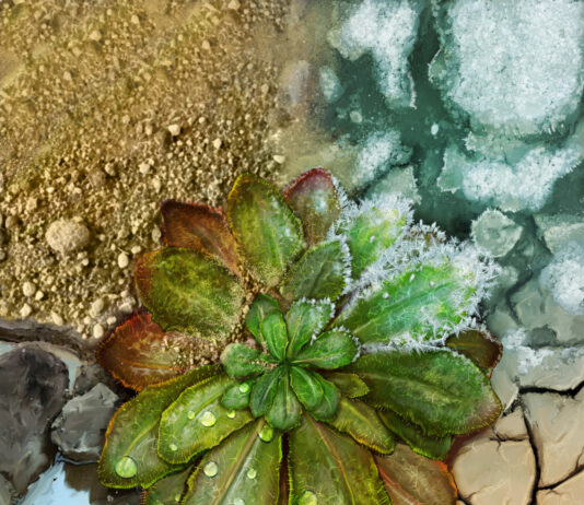 Estudio mundial muestra la capacidad de adaptación de las plantas al cambio climático