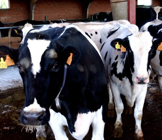 Baja el precio de la ternera de más de 270 kilos y los añojos en la lonja de Salamanca