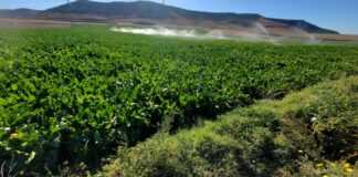 La Junta acepta cambios en la ayuda agroambiental de la remolacha