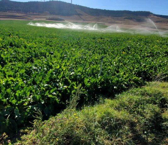 La Junta acepta cambios en la ayuda agroambiental de la remolacha