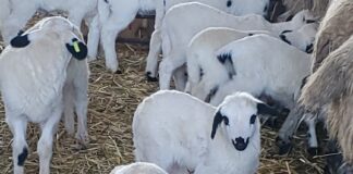 Continúa la bajada del precio de la ternera de más de 270 kilos y los añojos en la lonja de Salamanca