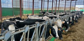 El sector ganadero castellanoleonés pide a la industria que garantice la recogida de leche mientras se negocia