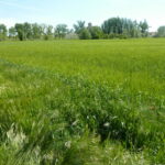 Baja dos euros más el trigo y un euro la cebada en la lonja de León