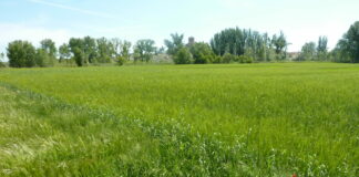 Baja dos euros más el trigo y un euro la cebada en la lonja de León