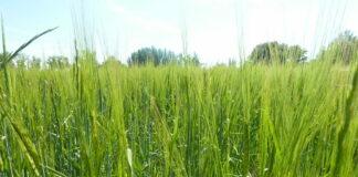 Baja 1 euro el trigo y repite el resto en la lonja de León