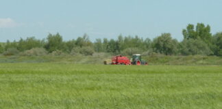 Continúa bajando el trigo y la cebada en la lonja de León