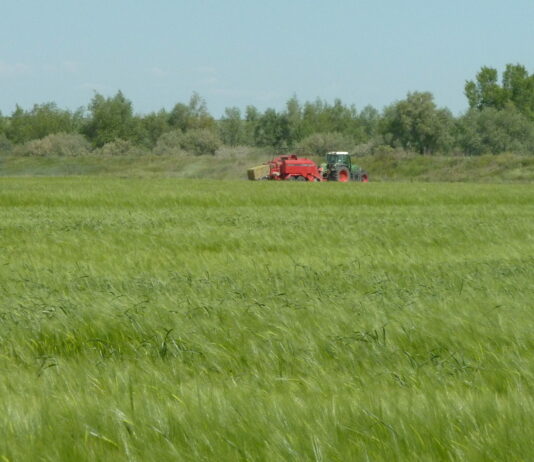Continúa bajando el trigo y la cebada en la lonja de León