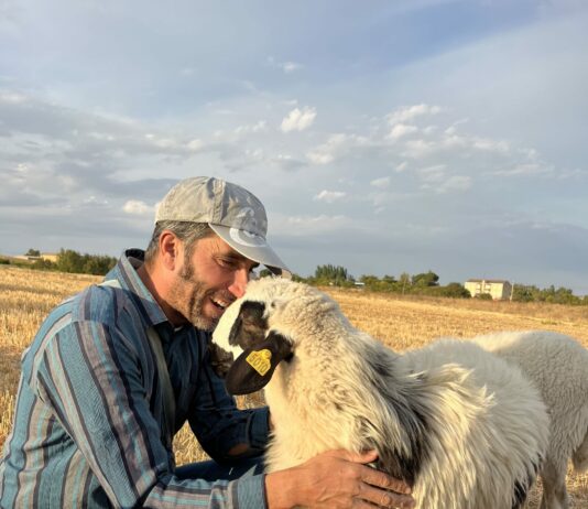 La Feria de Raza Churra de Palencia se confirma como un referente nacional del ovino con casi 5.000 asistentes