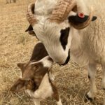 2-PREMIO-Amor-renido-16