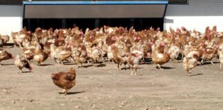 Se levanta el confinamiento de aves en toda España