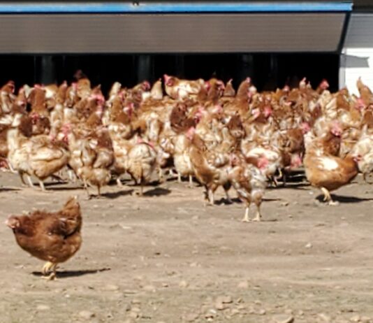 Se levanta el confinamiento de aves en toda España
