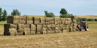 En la lonja de León repiten cereales y en forrajes sólo sube la paja 3 euros