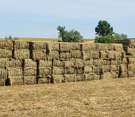 En la lonja de León repiten los cereales y en forrajes sube la paja 3 euros