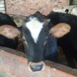 Se repite otra semana la bajada del precio de la ternera de más de 270 kilos y los añojos en la lonja de Salamanca