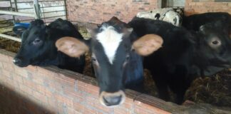 Se repite otra semana la bajada del precio de la ternera de más de 270 kilos y los añojos en la lonja de Salamanca