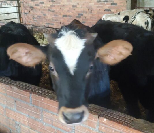 Se repite otra semana la bajada del precio de la ternera de más de 270 kilos y los añojos en la lonja de Salamanca
