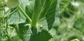 Aviso de pulgones y gorgojos en leguminosas del Observatorio de Plagas de Castilla y León
