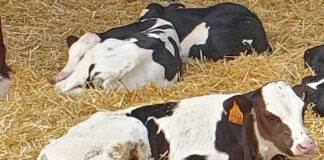 Bajan las cotizaciones de vacuno carne en la lonja de Salamanca